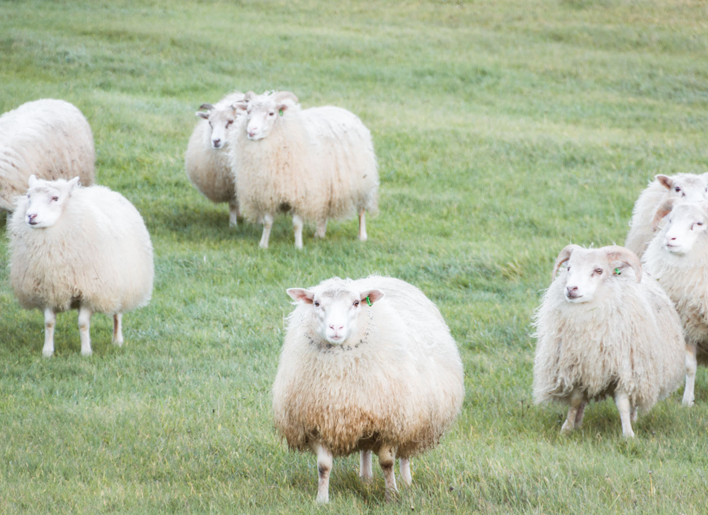 Islandia owce