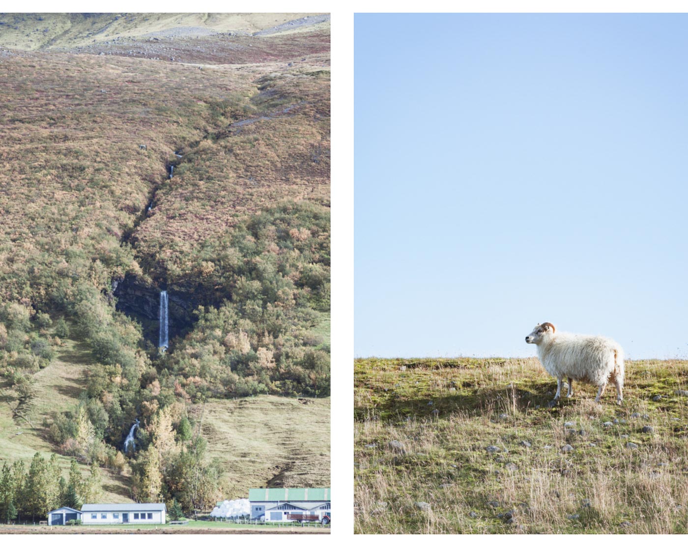 Owce na Islandii