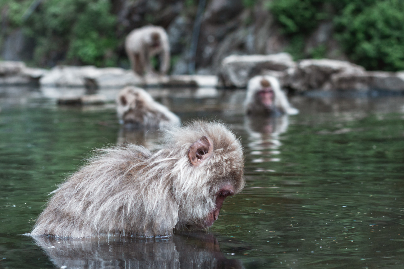 jigokudani japonia makaki gorące źródła