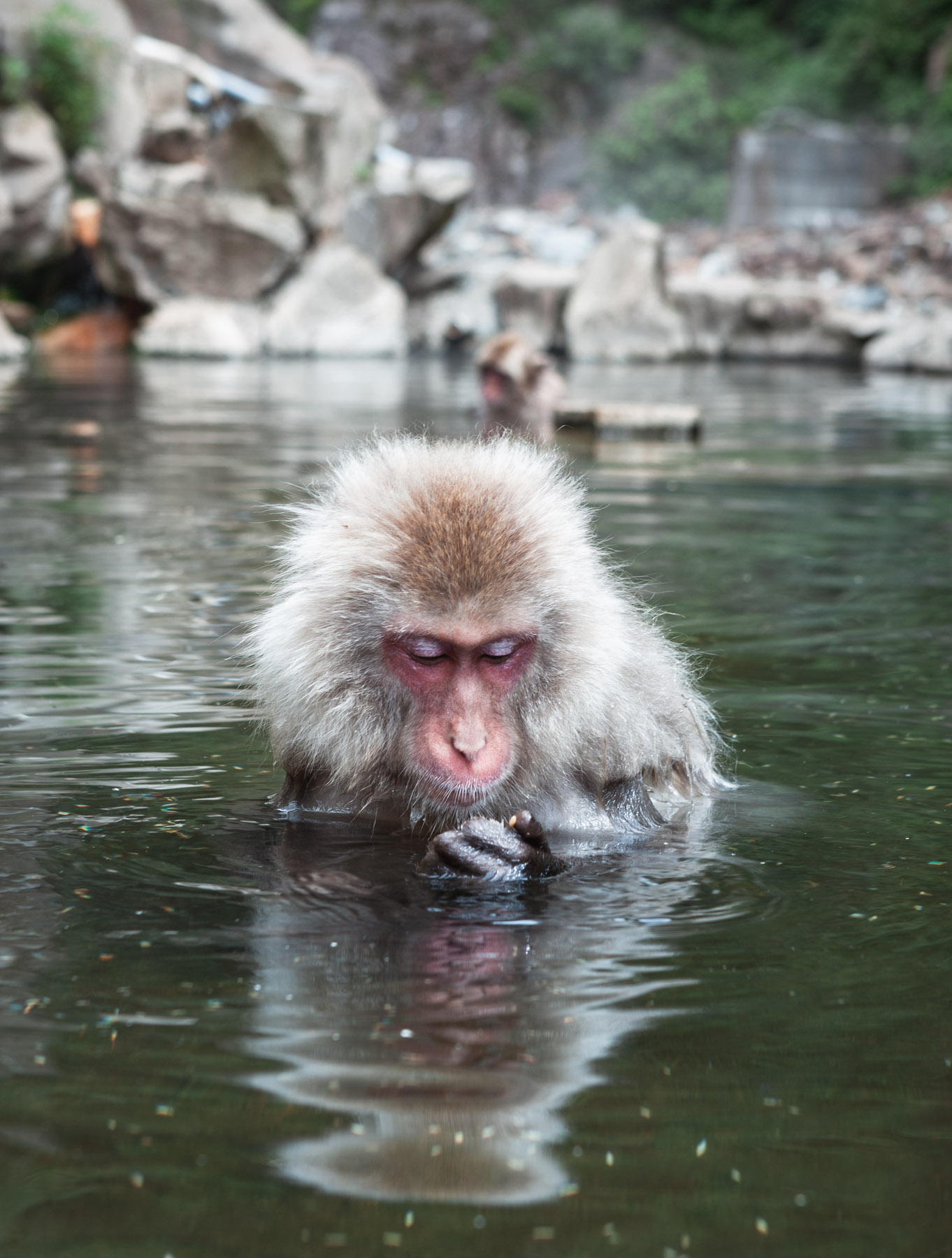 jigokudani japonia makaki gorące źródła